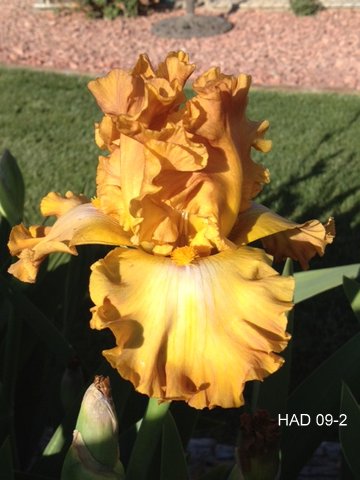 Seedling F